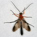 Thyreodon rufothorax - Photo (c) gernotkunz, todos los derechos reservados, subido por gernotkunz