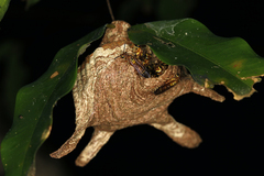 Polybia nidulatrix image