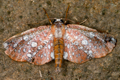 Image of Hypolamprus stellata