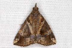 Image of Hypena tossalis