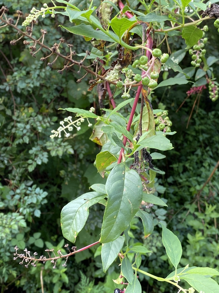 American pokeweed from Humble, TX, US on September 03, 2022 at 10:30 AM ...