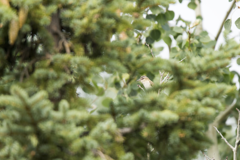 Red-eyed Vireo from edmonton on July 12, 2015 at 11:25 AM by Chris ...