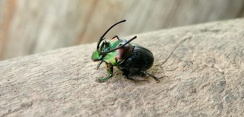 Proagoderus rangifer