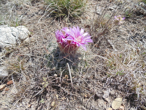 Echinofossulocactus ochoterenanus