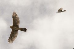 Gray Kingbird