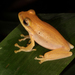 Assam Tree Frog - Photo (c) Paul Freed, all rights reserved, uploaded by Paul Freed