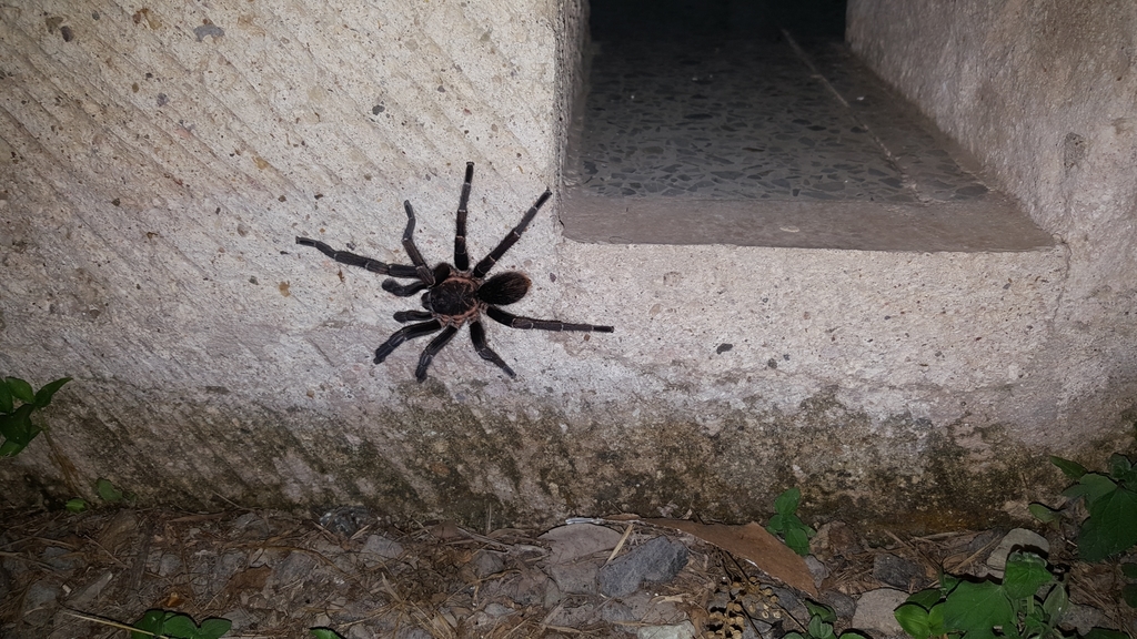 Costa Rican Striped-knee Tarantula from El Zamorano, Honduras on August ...