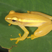 Senapti's Tree Frog - Photo (c) Paul Freed, all rights reserved, uploaded by Paul Freed