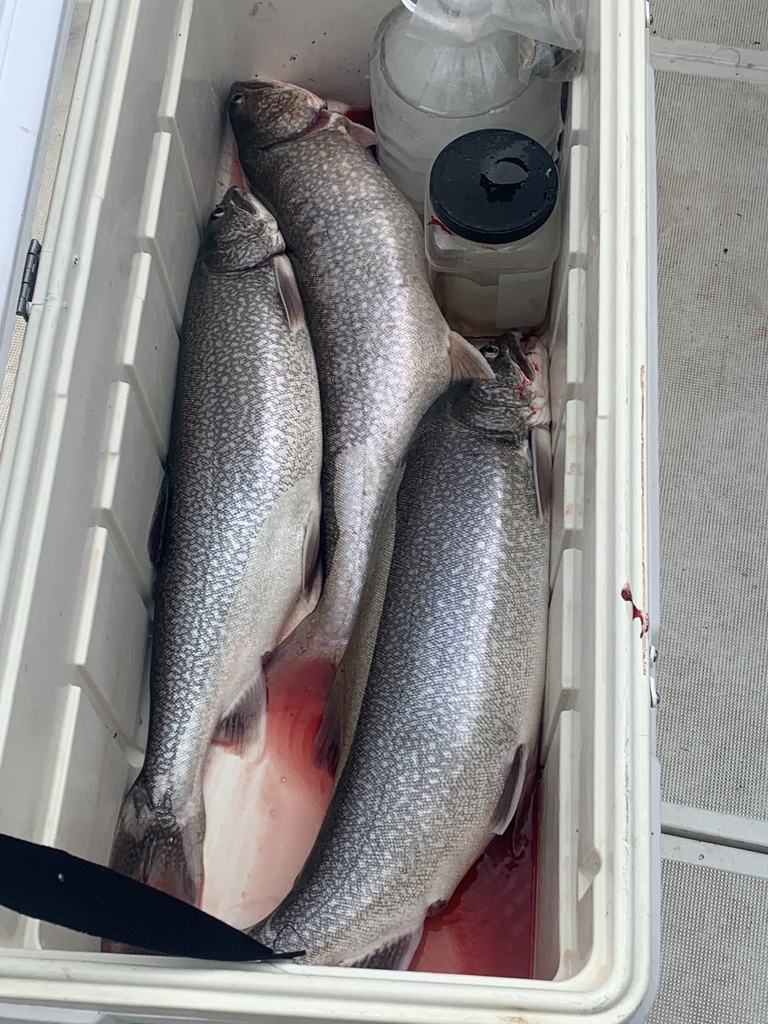 Lake Trout from Lake Ontario, NY, US on July 31, 2022 at 05:18 PM by ...