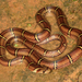 Light-barred Kukri Snake - Photo (c) Paul Freed, all rights reserved, uploaded by Paul Freed