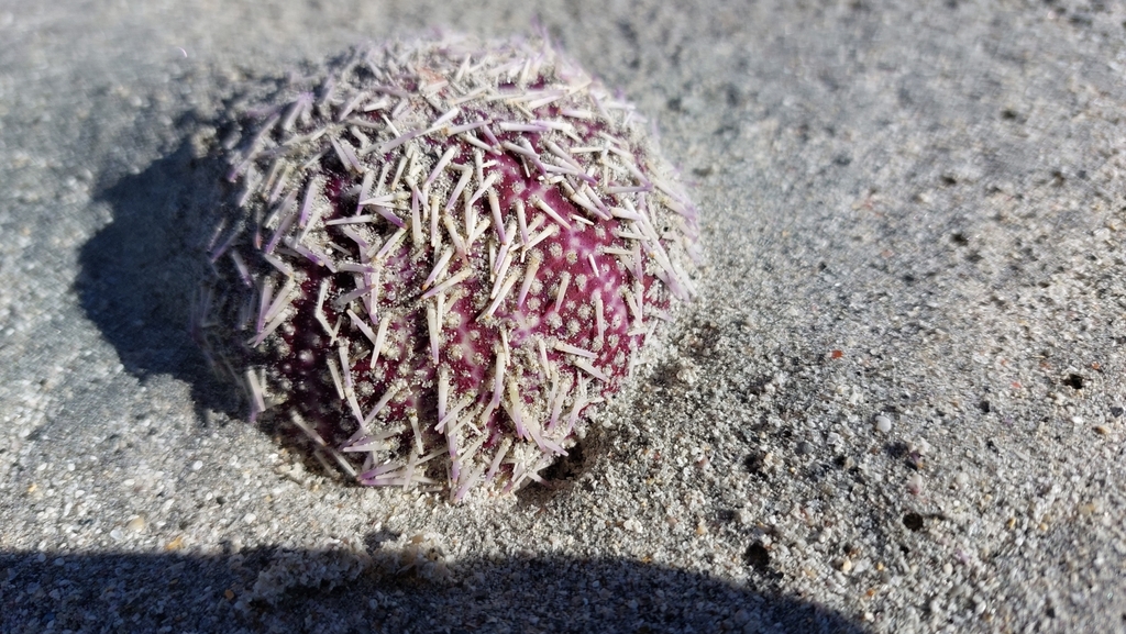 European Edible Sea Urchin