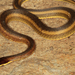 Painted Keelback - Photo (c) Paul Freed, all rights reserved, uploaded by Paul Freed