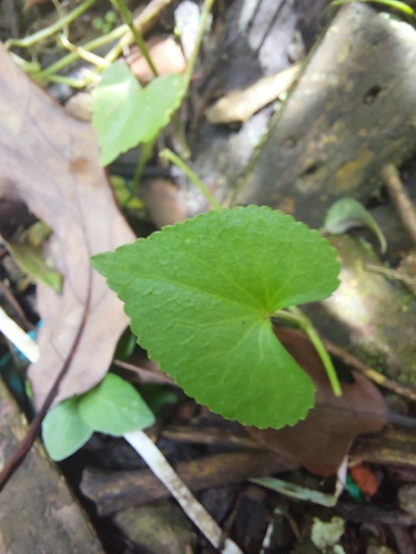 Spananthe paniculata image