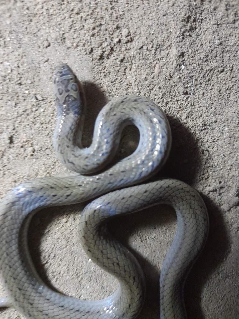 Mast qizlar porno tomosha Onam bilan jinsiy aloqa onlayn HD