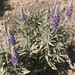 Velvet Lupine - Photo (c) amwolf, all rights reserved, uploaded by amwolf