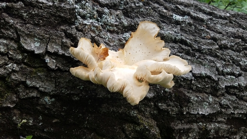 photo of Oyster Mushrooms (Pleurotus)