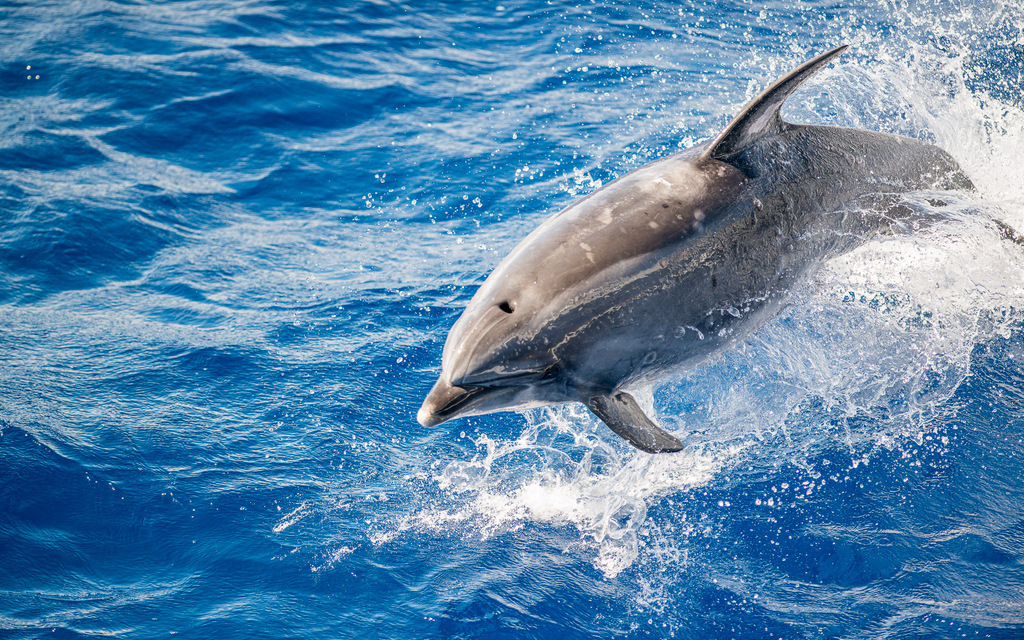 큰돌고래 from St. Helena, STHL 1ZZ, St. Helena on 2015년 04월... 오전 by ToutTerrain · iNaturalist 큰돌고래 (Tursiops truncatus)