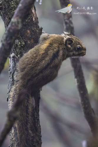 Tamiops swinhoei (Milne-Edwards, 1874)