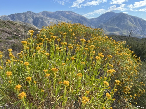 Ericameria parishii (Greene) H.M.Hall