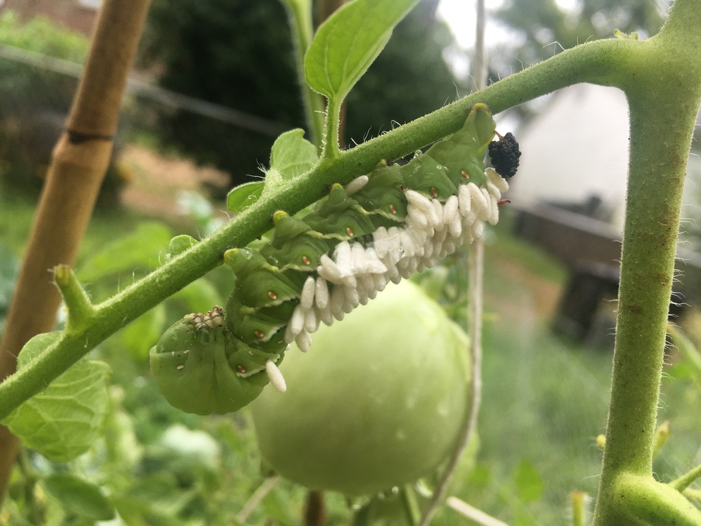 Hornworm Parasitoid Wasp Bracovirus from Tiber Ct, Saint Louis, MO, US ...