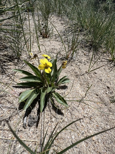 Viola nuttallii Pursh