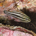 Cook's Cardinalfish - Photo (c) Ian Shaw, all rights reserved, uploaded by Ian Shaw