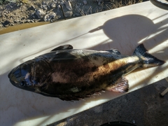 Giant Sea Bass