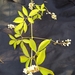 Serjania caracasana - Photo (c) Gean Carriel, todos los derechos reservados, subido por Gean Carriel