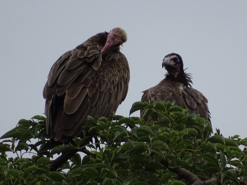 Hooded Vulture