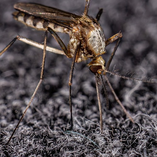 Aedes scapularis Rondani, 1848