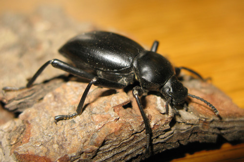 Coelocnemis magna
