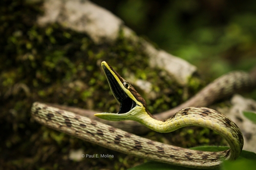 Gulf Coast Vine Snake