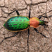Carabus lafossei - Photo (c) 豆豆, all rights reserved, uploaded by 豆豆