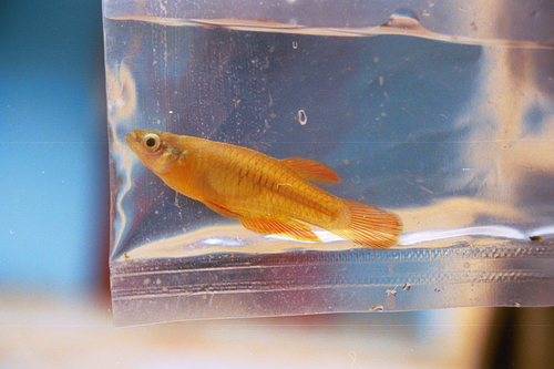 Rhexipanchax lamberti