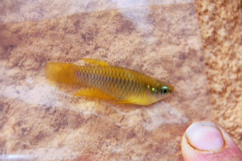 Rhexipanchax lamberti