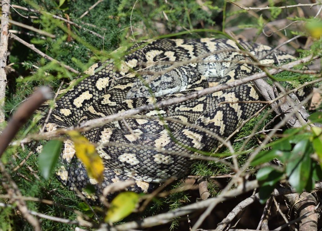 Coastal Carpet Python from Brisbane QLD, Australia on September 4, 2022 ...