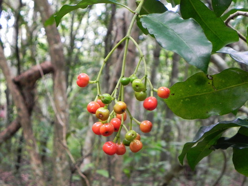Eumachia collina · iNaturalist