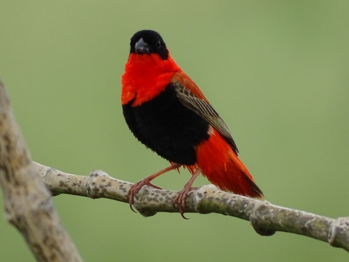 Northern Red Bishop
