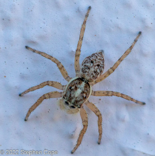 Half-edged Wall Jumping Spider from oria andalucia spain on August 23 ...