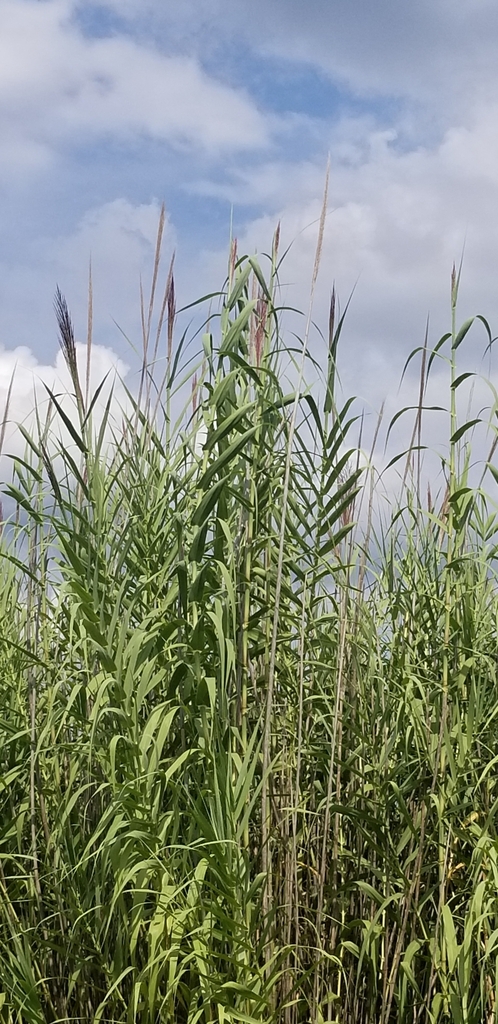 giant reed from Chapmanville on September 03, 2022 at 03:05 PM by Marc ...
