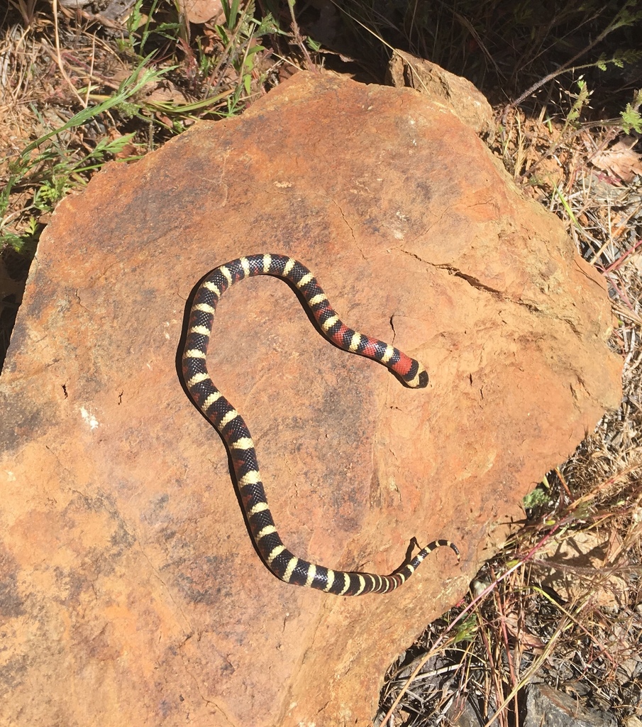 California Mountain Kingsnake In May 2017 By Gabesmith INaturalist   Large 