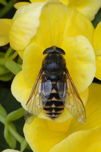 Dark Giant Horse Fly