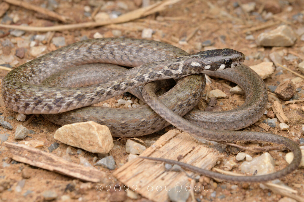 Japanese Keelback from 中国江苏省南京市江宁区汤山 on September 02, 2022 at 08:38 PM ...