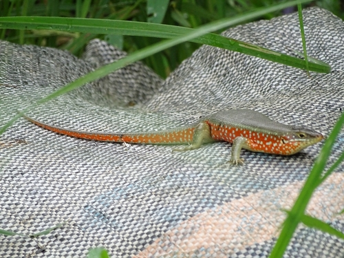 Fire-sided Skink