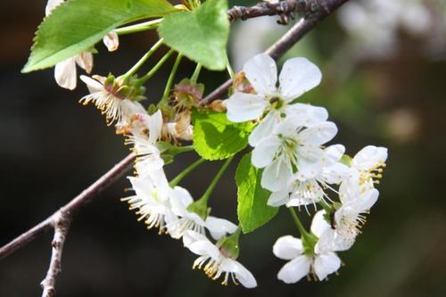 Paprastoji vyšnia nuotrauka