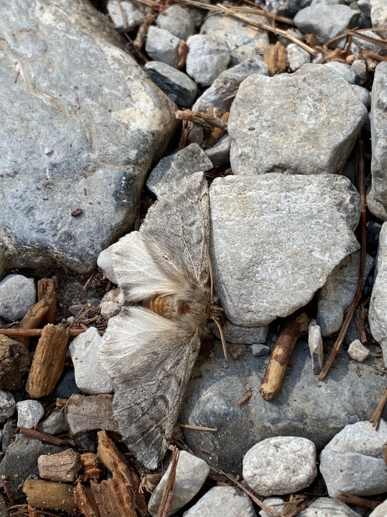 thaumetopoea-cretensis-from-crete-sfakia-crete-gr-on-august-27-2022