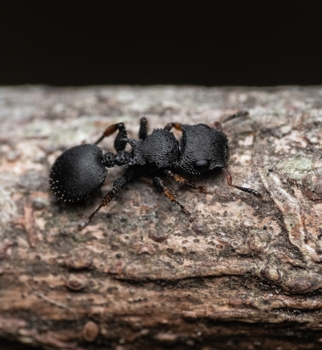 Cataulacus taprobanae Smith, 1853