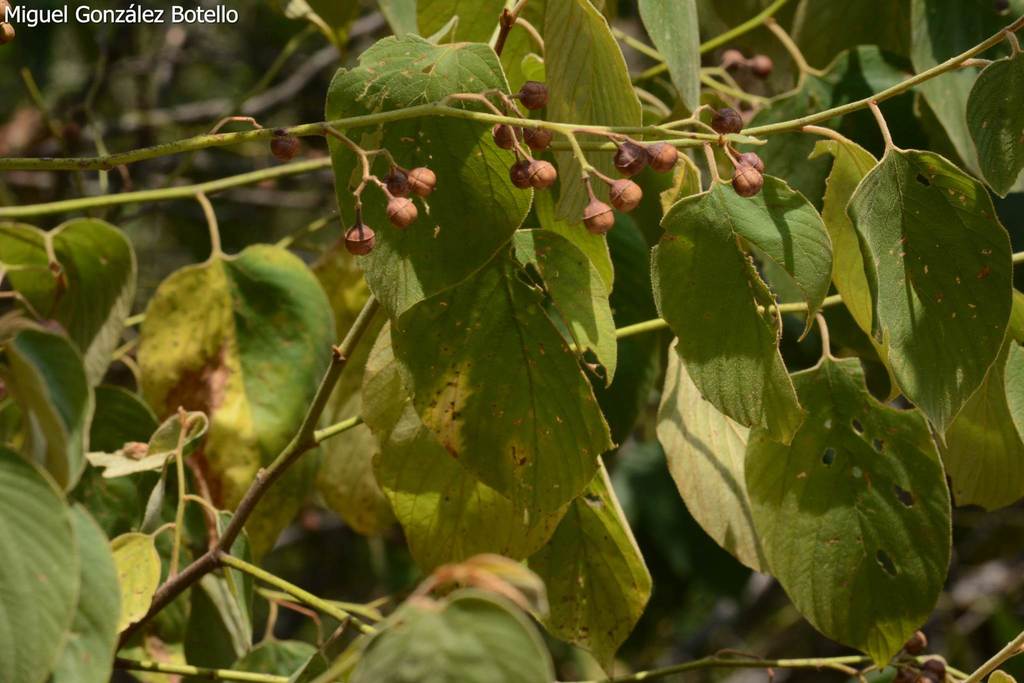 Amole (Colubrina elliptica) · NaturaLista.co