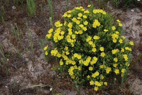 Yellow Rock Rose