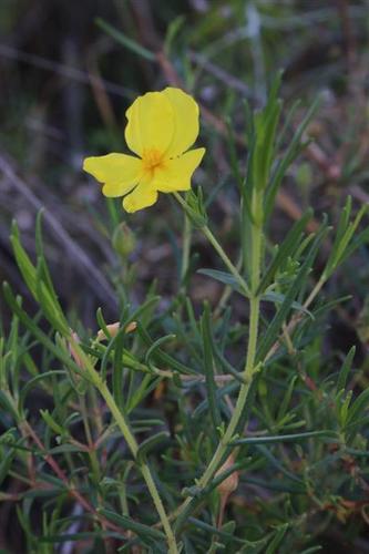 Yellow Rock Rose